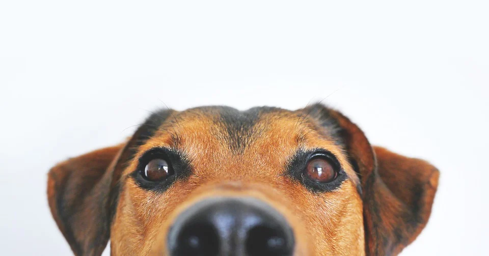 Mi perro Mi perro