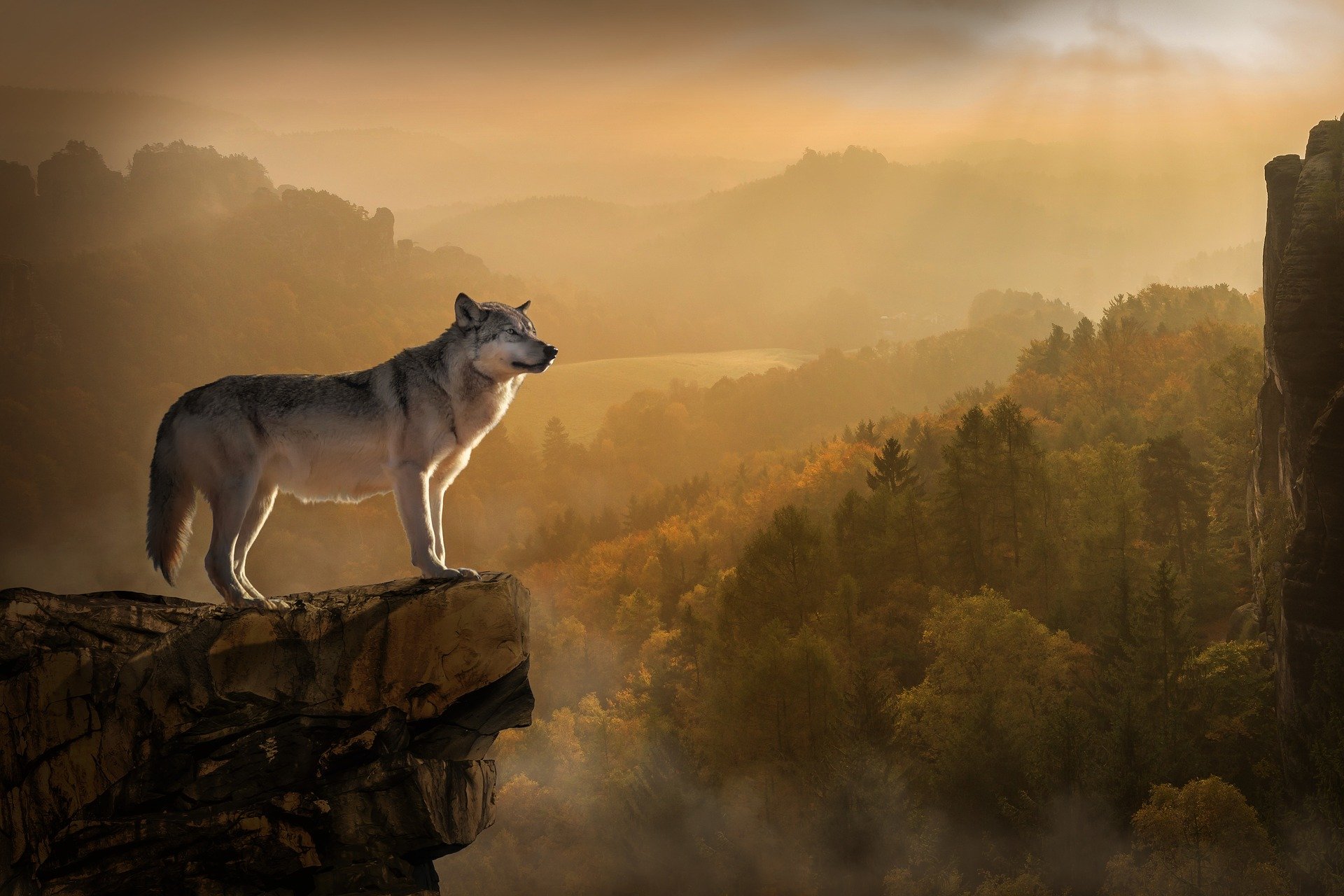 Un lobo solitario domina un hermoso paisaje.