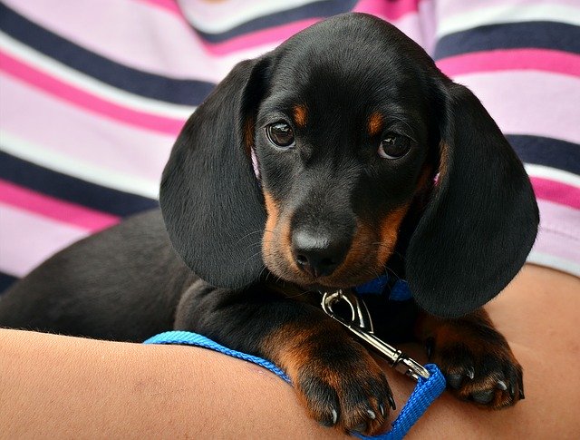 Daschund cachorro Una persona abraza a un cachorro de perro